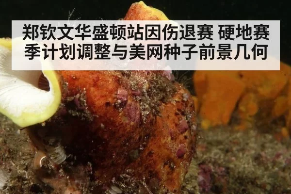 郑钦文华盛顿站因伤退赛 硬地赛季计划调整与美网种子前景几何